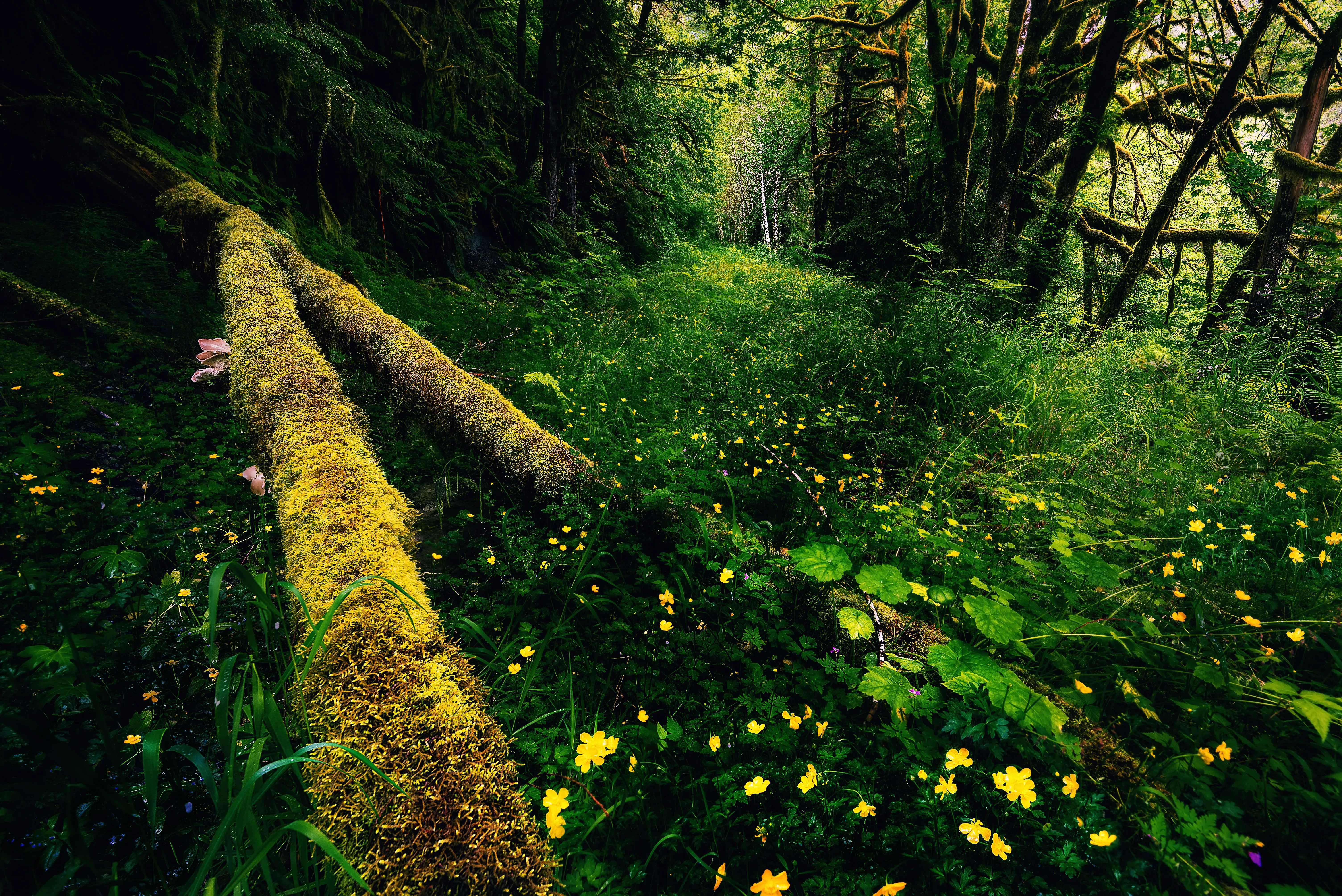 Abandoned Logging Road Near Shannon Creek 26807595714 O