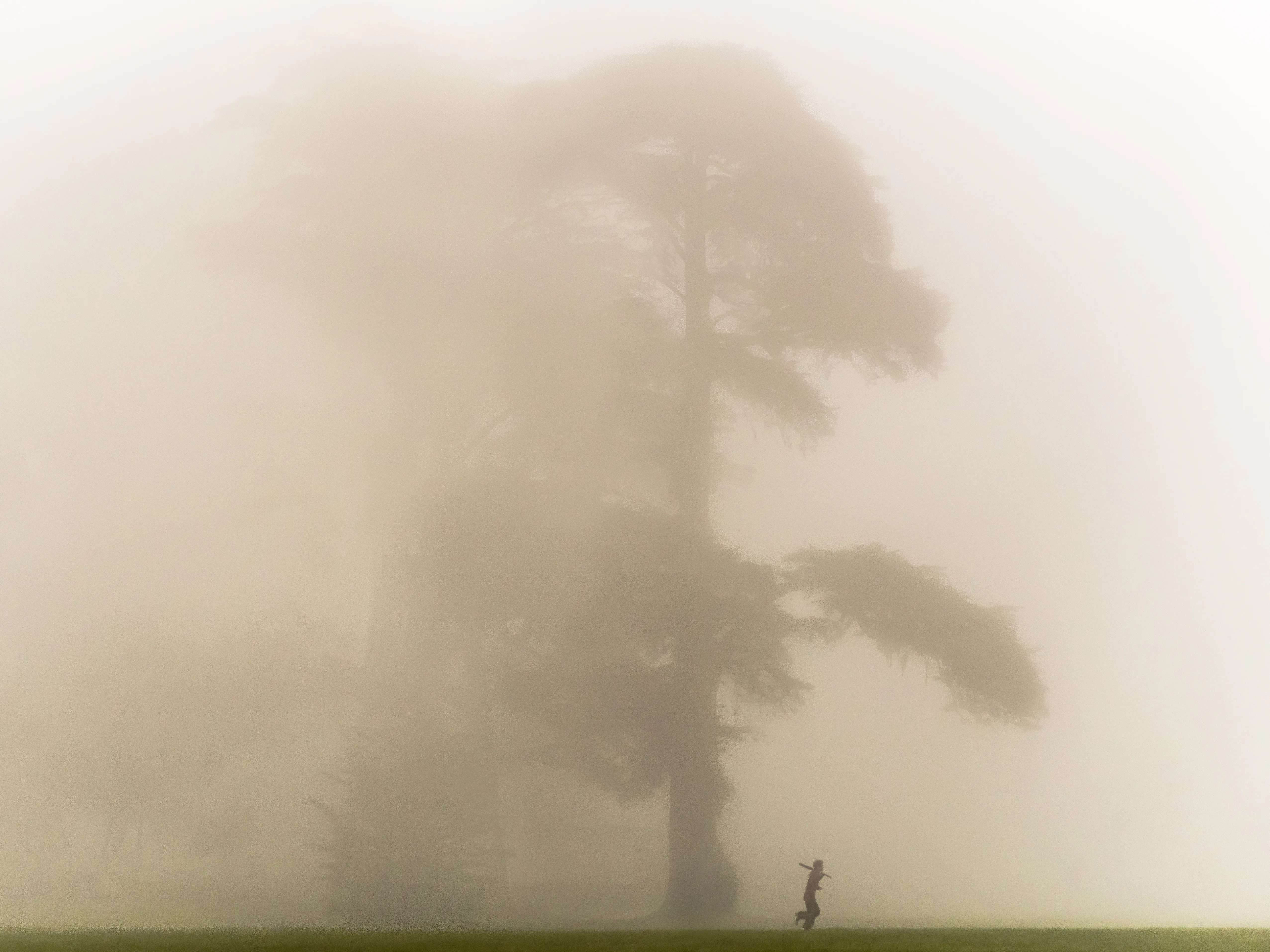 Golden Gate Park In Fog 23322340812 O